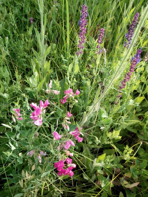 Wildflowers