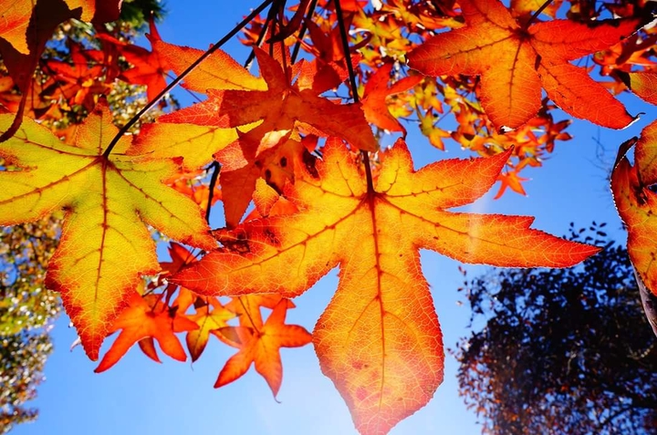 Through the Red Leaves