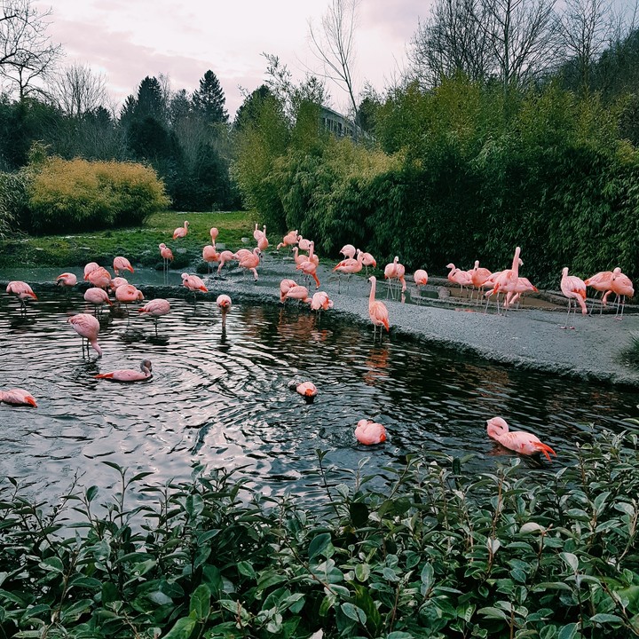 Flamingo