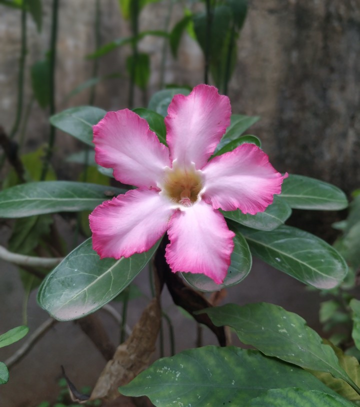 Beauty Starts from Nature