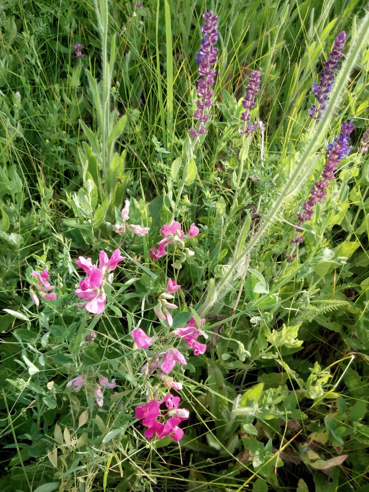 Wildflowers