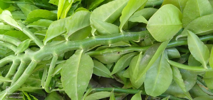 plant