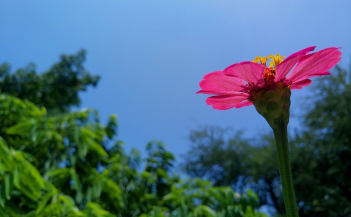 FLOR ROSA DE JARDÍN.