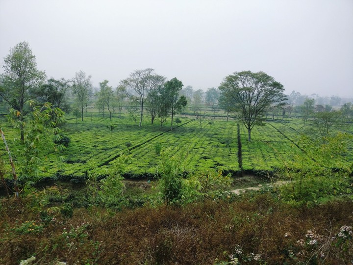 #teagarden #darjeeling