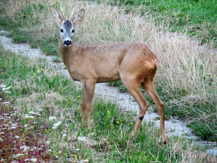deer 