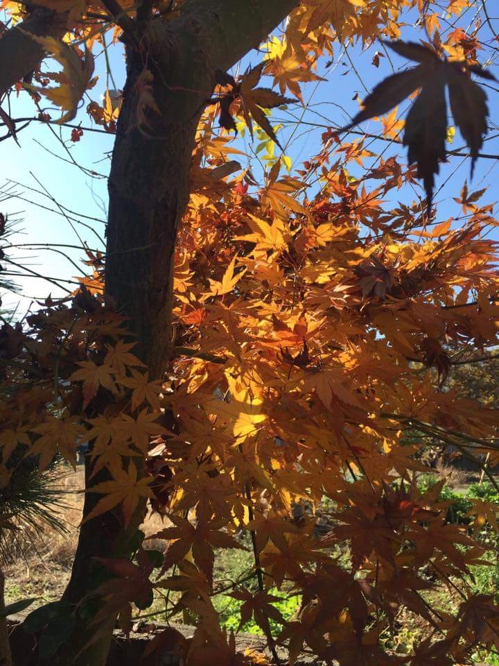 autumn