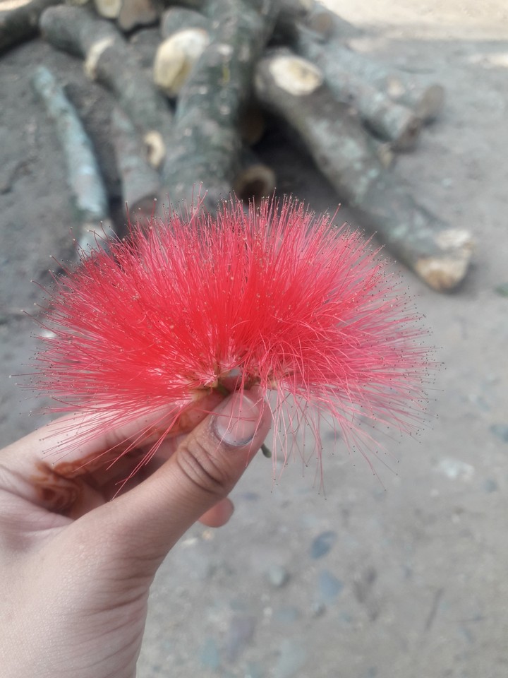 flower