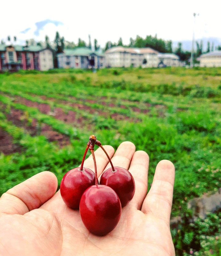 plum