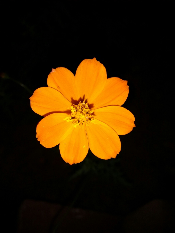 A little flower in the garden