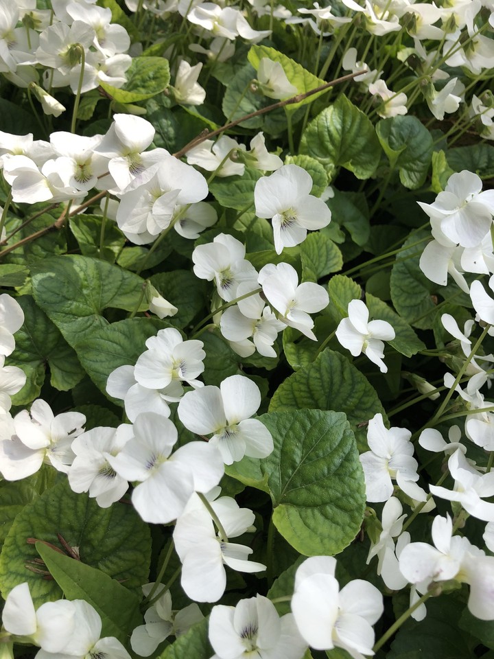 WhiteViolet ⚪️