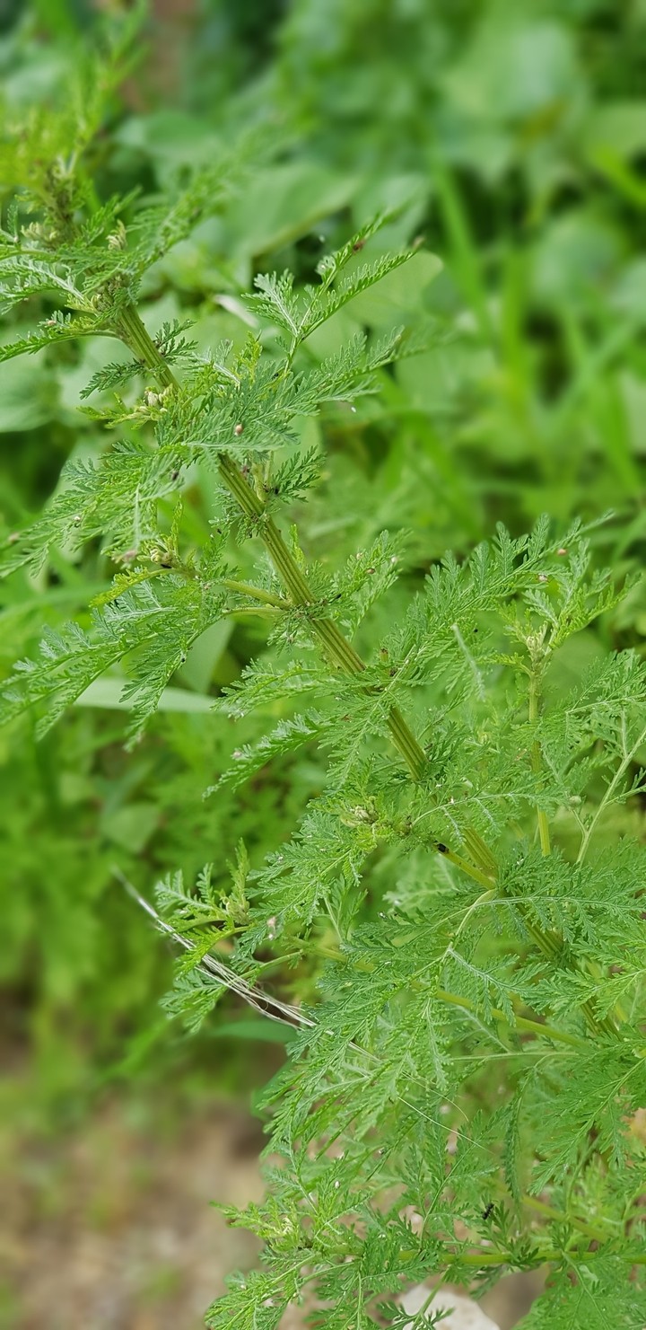 ever green