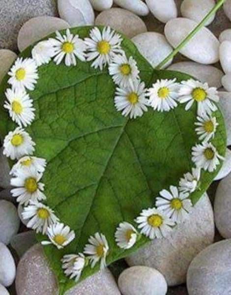 ⚘❤⚘