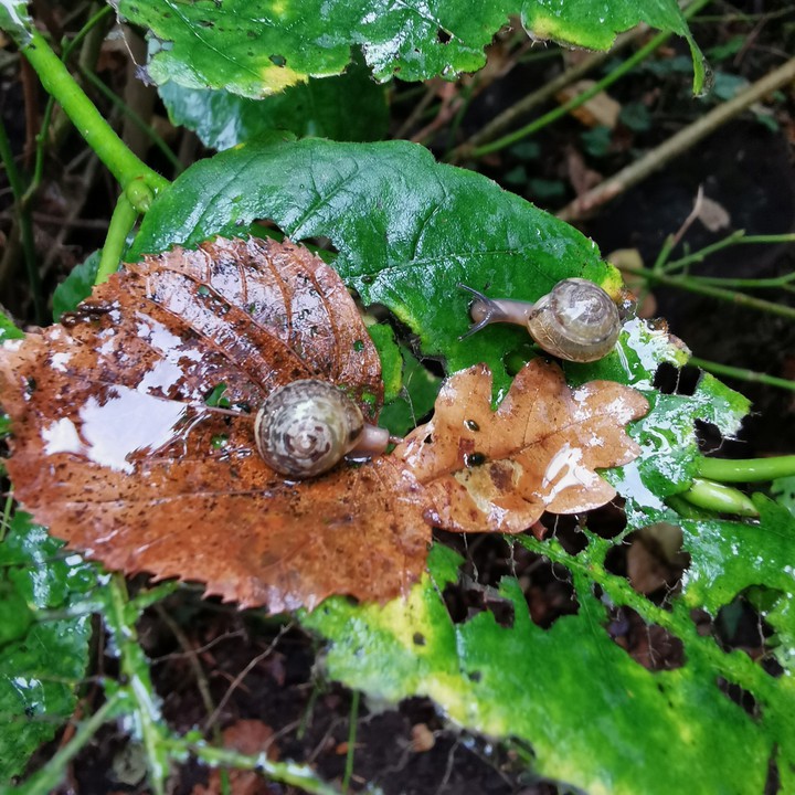 slug
