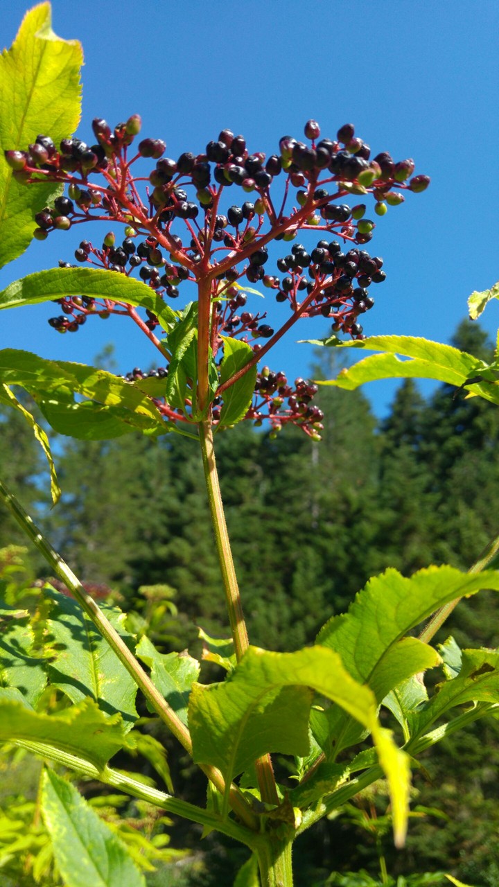 Sabucus nigra