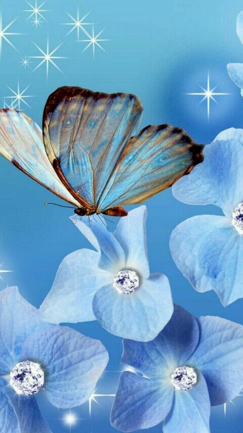 butterfly