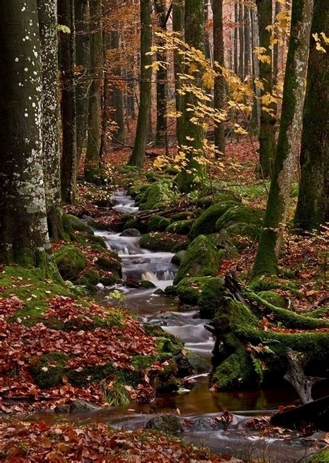 forest beautiful