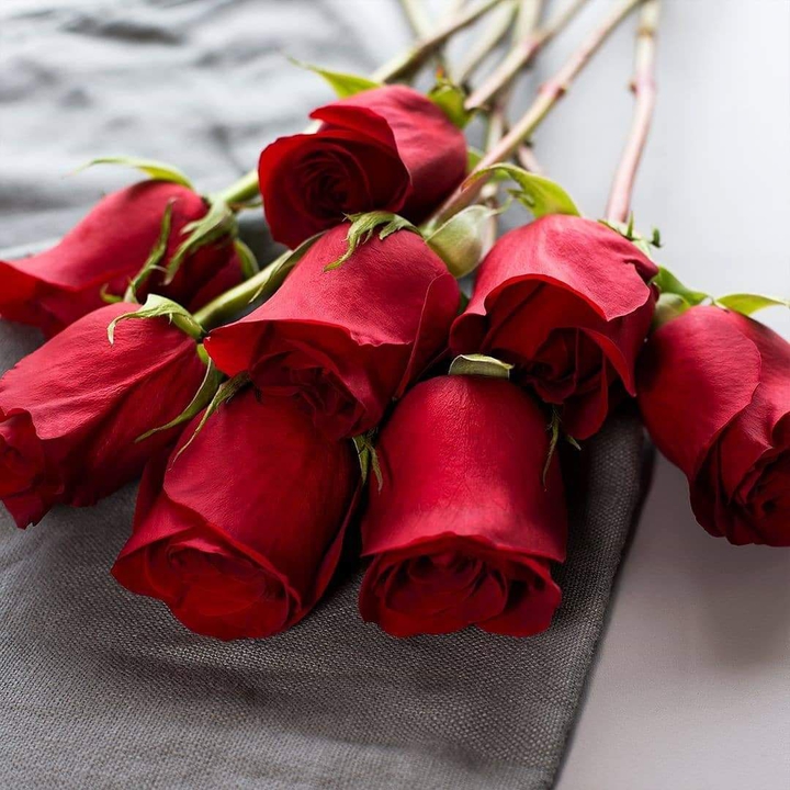 rosa