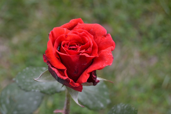Rose love