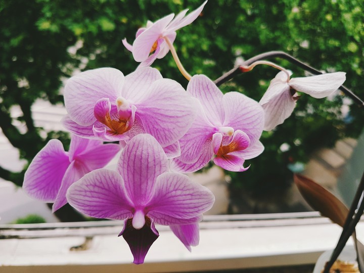 Orchidáceae