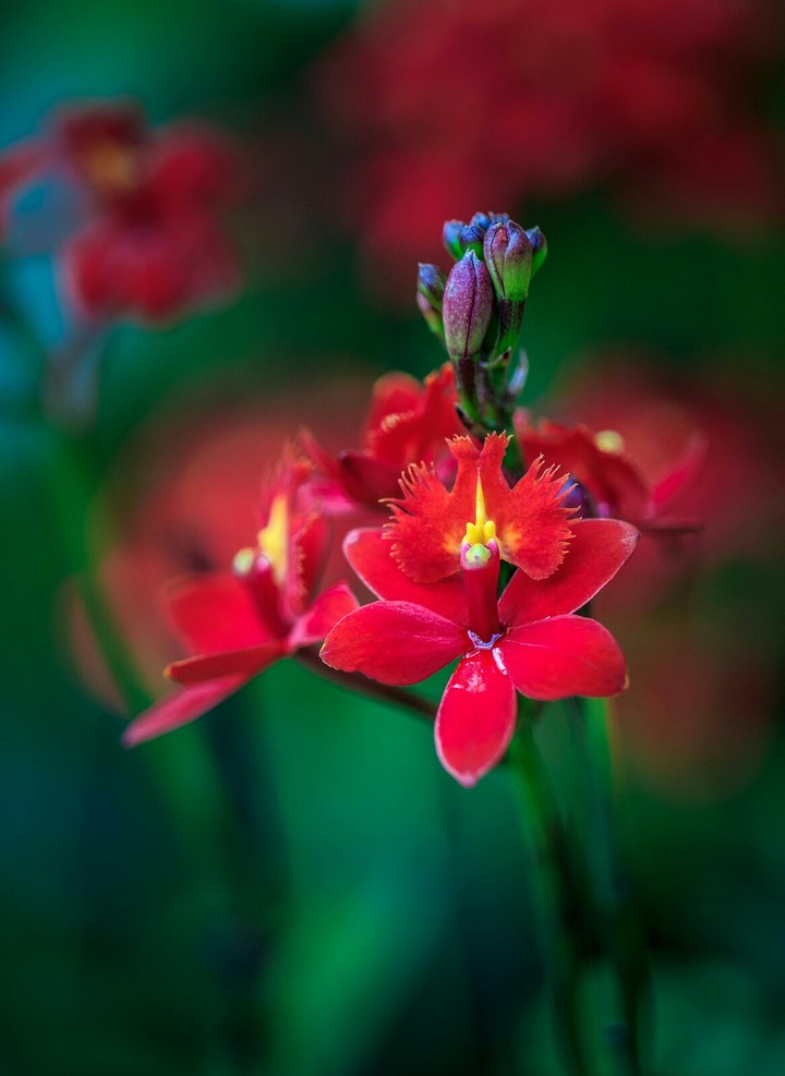red flowers