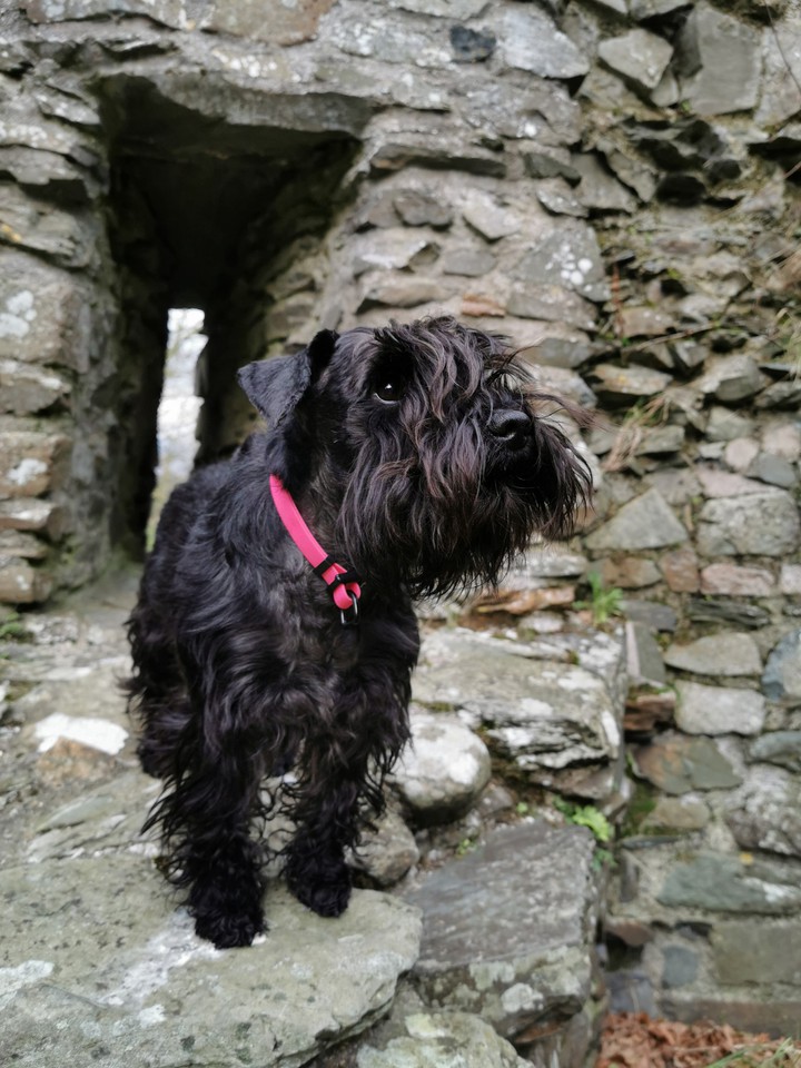 Mini Schnauzer