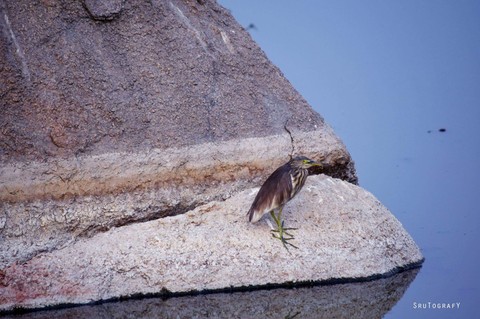 bird