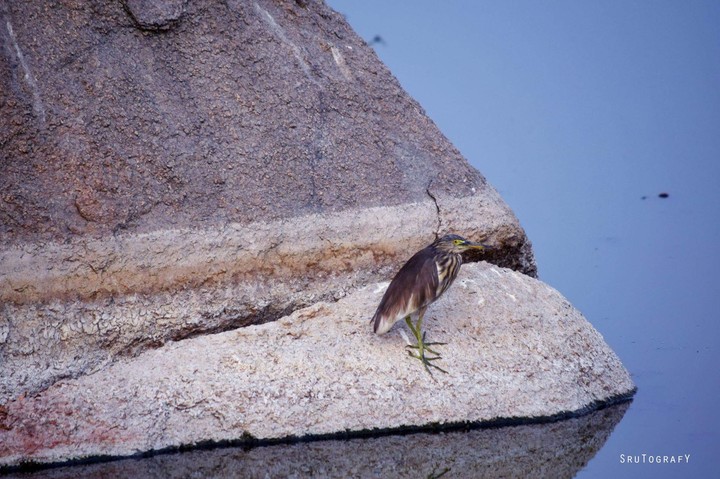 bird