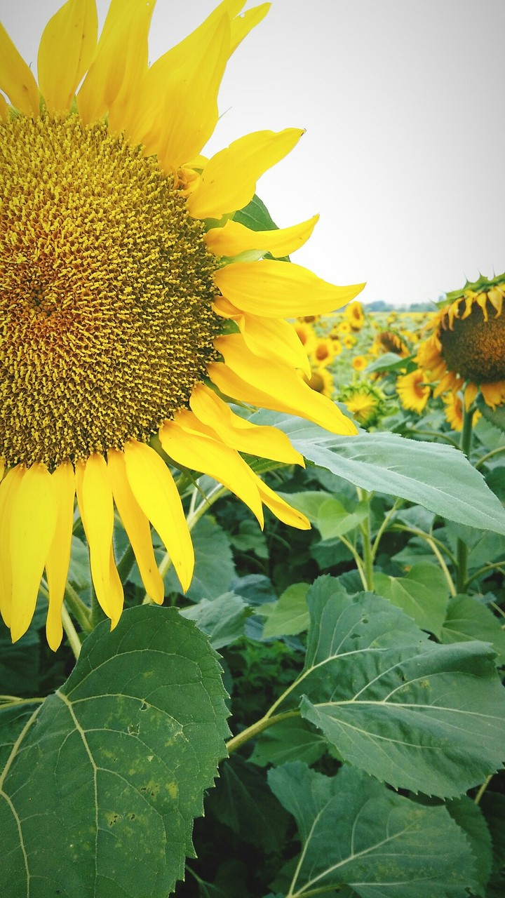 Sunflowers just in the middle of Ukraine