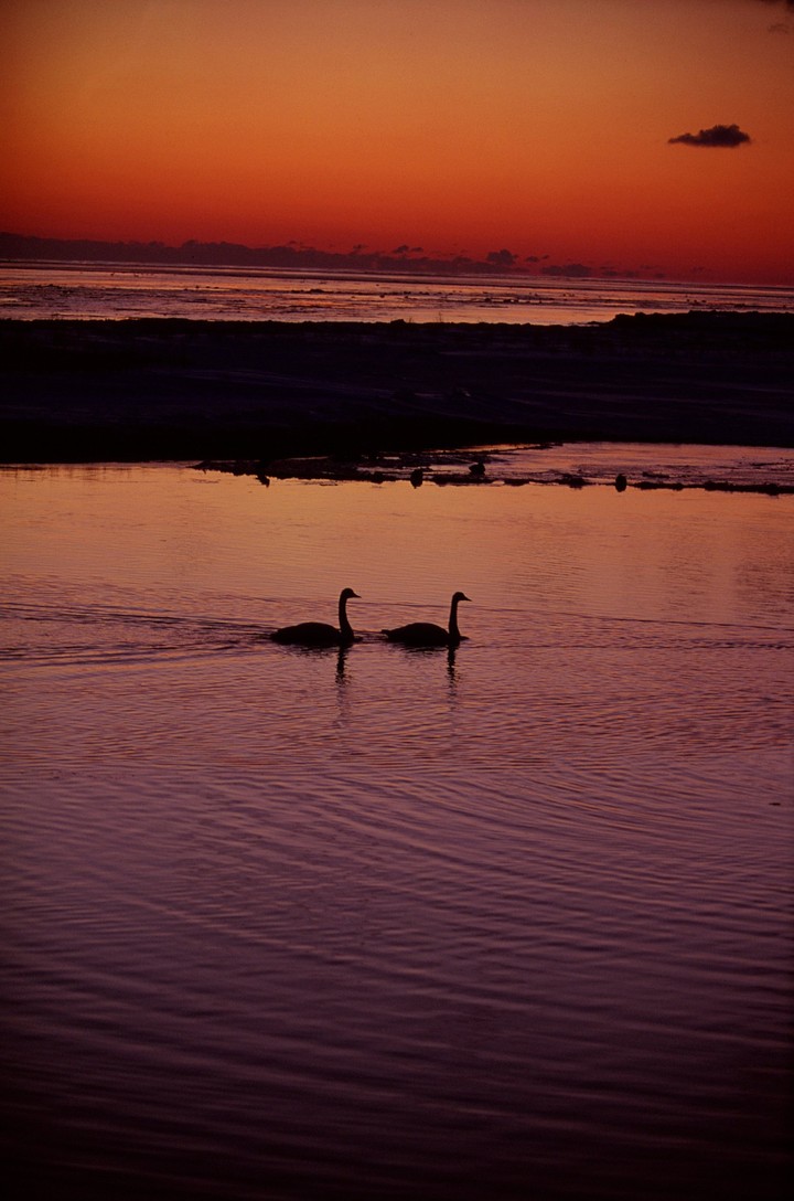 Birds