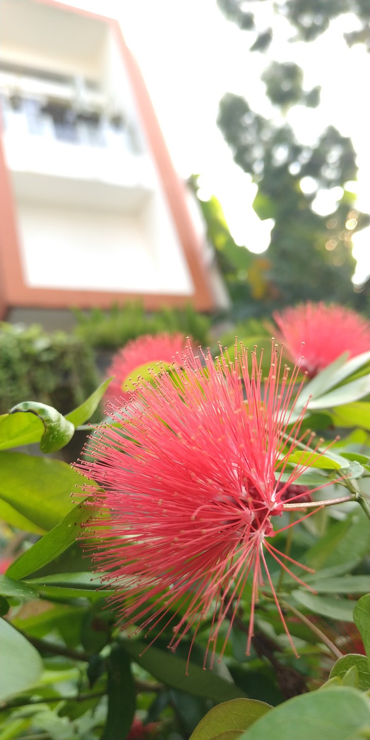 Wild Flower #6