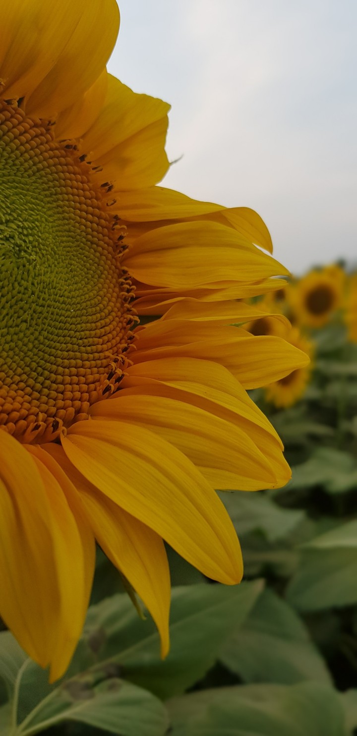 sunflower