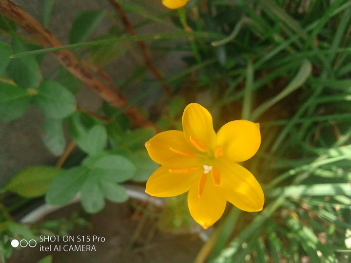 flower