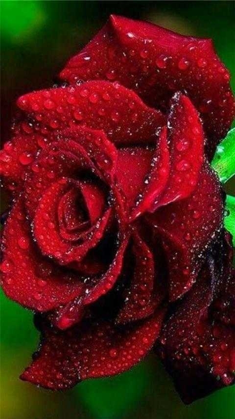 wow red rose