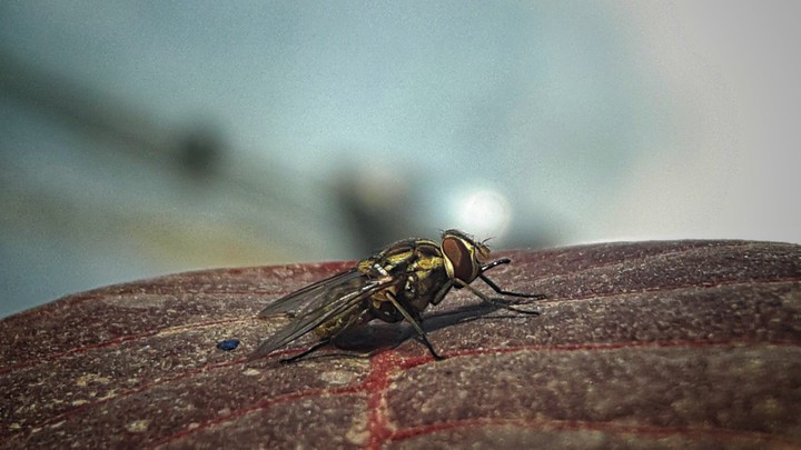Fly On Leaf