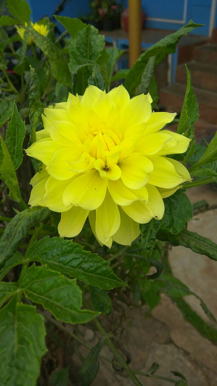 nilgiri flower
