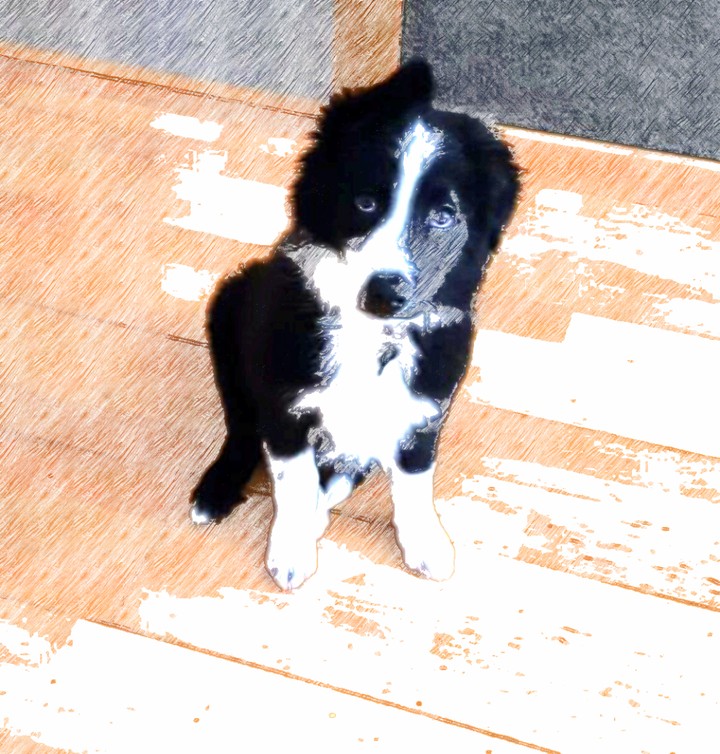 My little dog