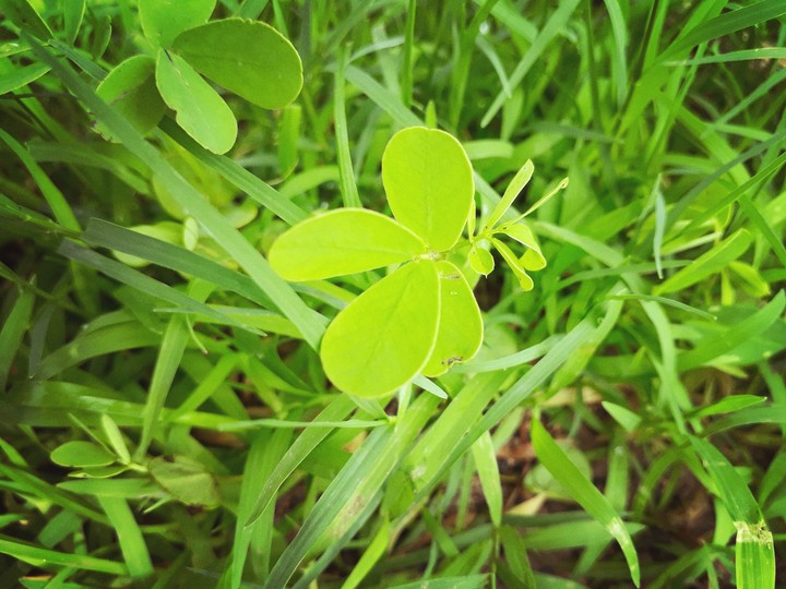 nature
