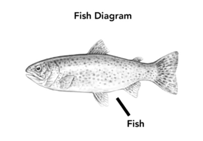 fish diagram
