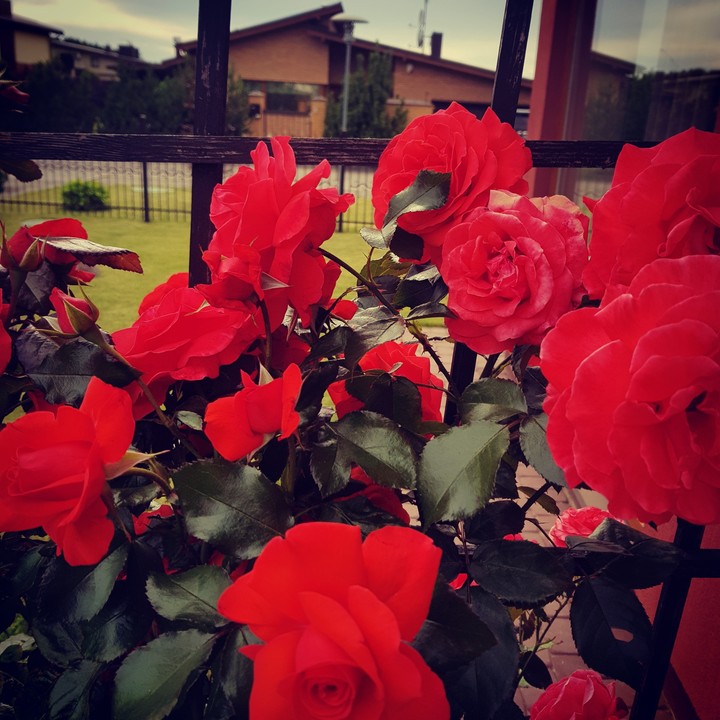 red red roses