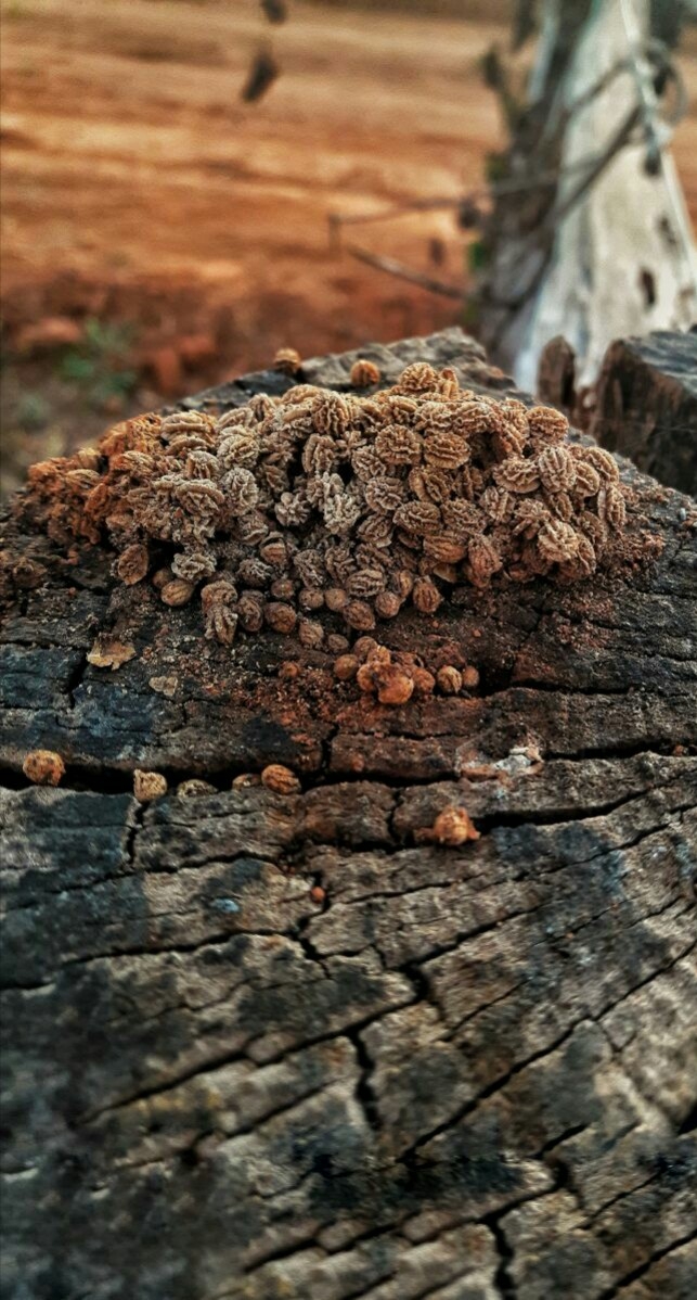 seeds