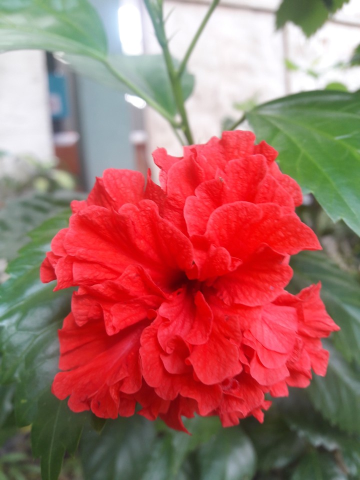 The Red Flower