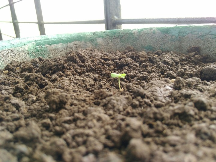 newborn