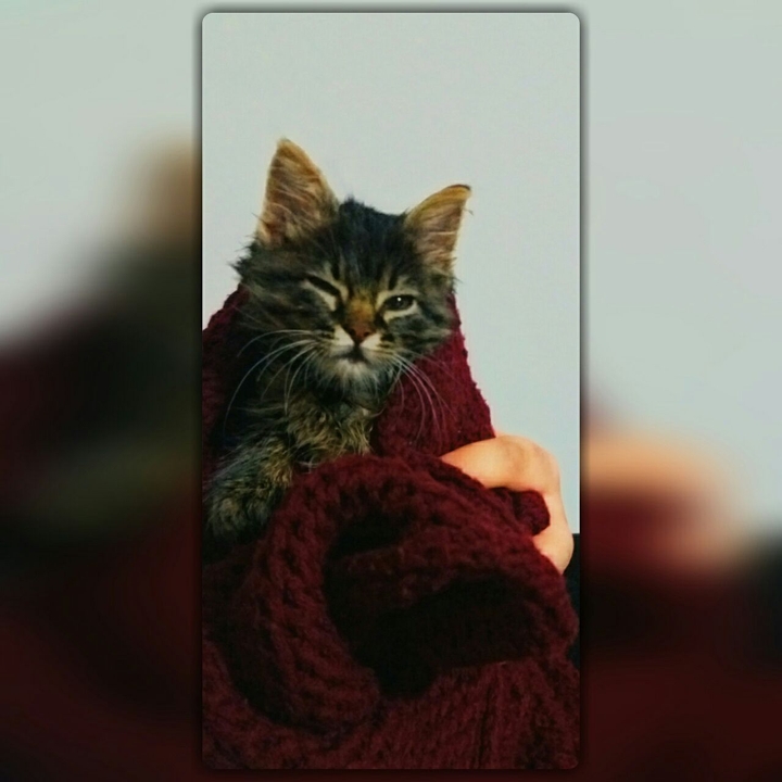 Kitten Wink