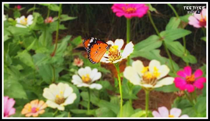 Butterfly park, Trichy, India.
