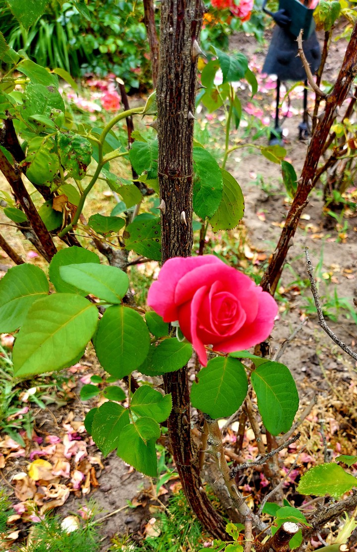 pinke Rose