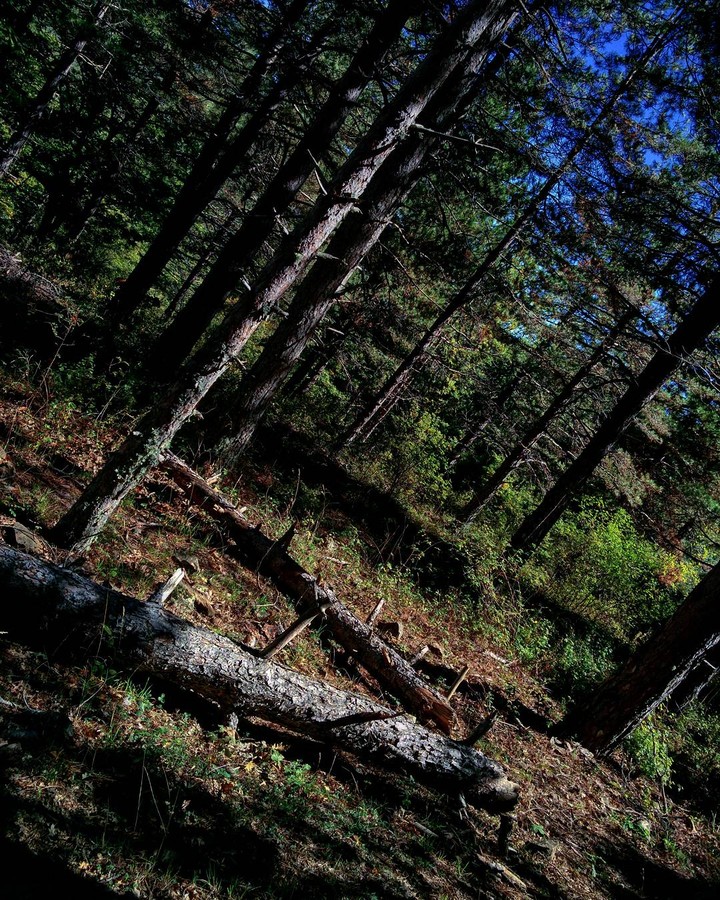 into the wood