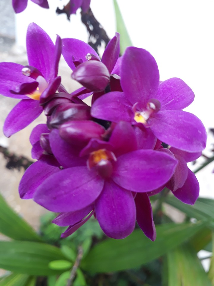 orquídea
