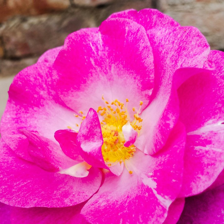 pink rose