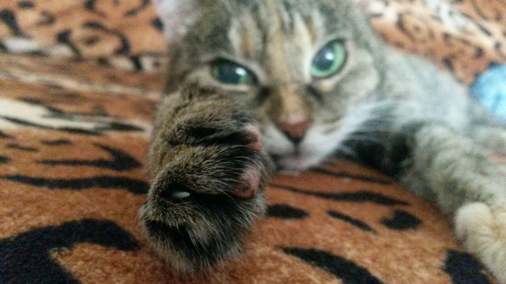 Кошки