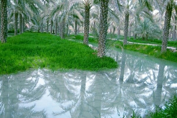 نخلستان